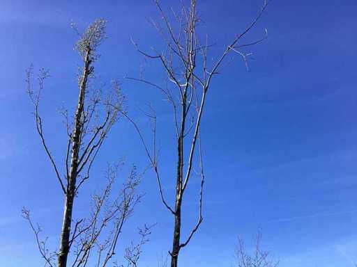 Carpenul - Arborele topiar