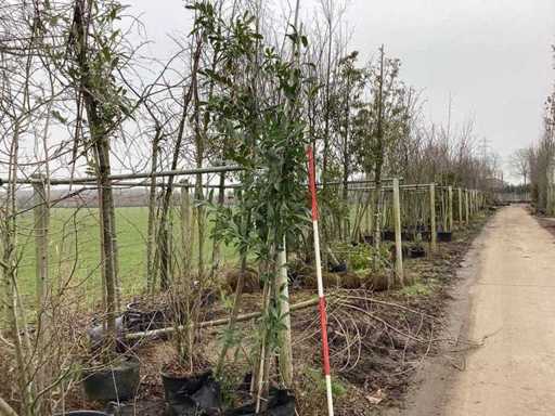 Kirschlorbeer – Immergrüner Baum (3x)