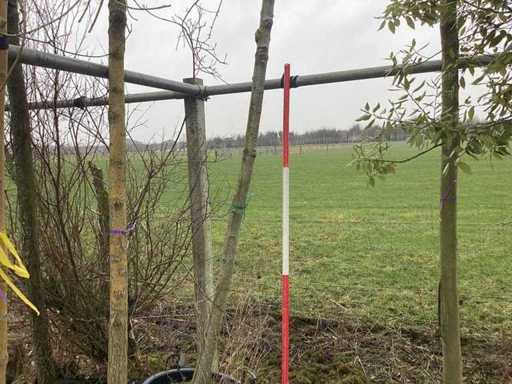 Maple - Topiary tree