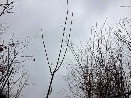 Pollard willows (15x)