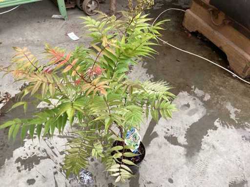 Sorbaria sorbifolia (24)