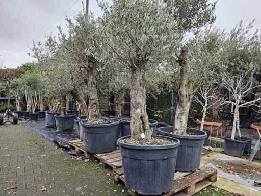 Magnifieke olijfboom (100-120 jaar) - Mediterrane hoogtepunt
