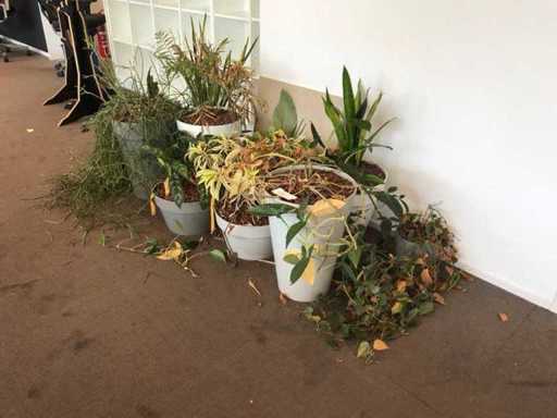 Plante d’intérieur (10 fois)