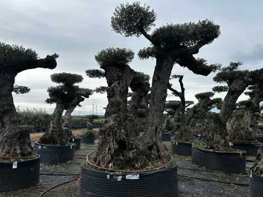  OLEA EUROPEA POM POM SECOLARE  