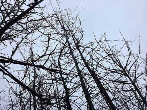 Stiel-Eiche – Formblattbaum