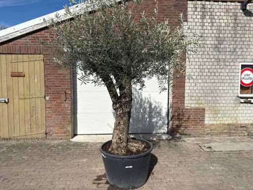 Olivenbaum-Bonsai L – Olea Europaea – ca. 50 Jahre alt – Höhe ca. 250 cm