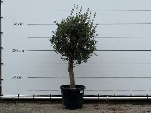 Măslinul Florida - Olea Europaea - aproximativ 25 de ani - înălțime aprox. 160 cm