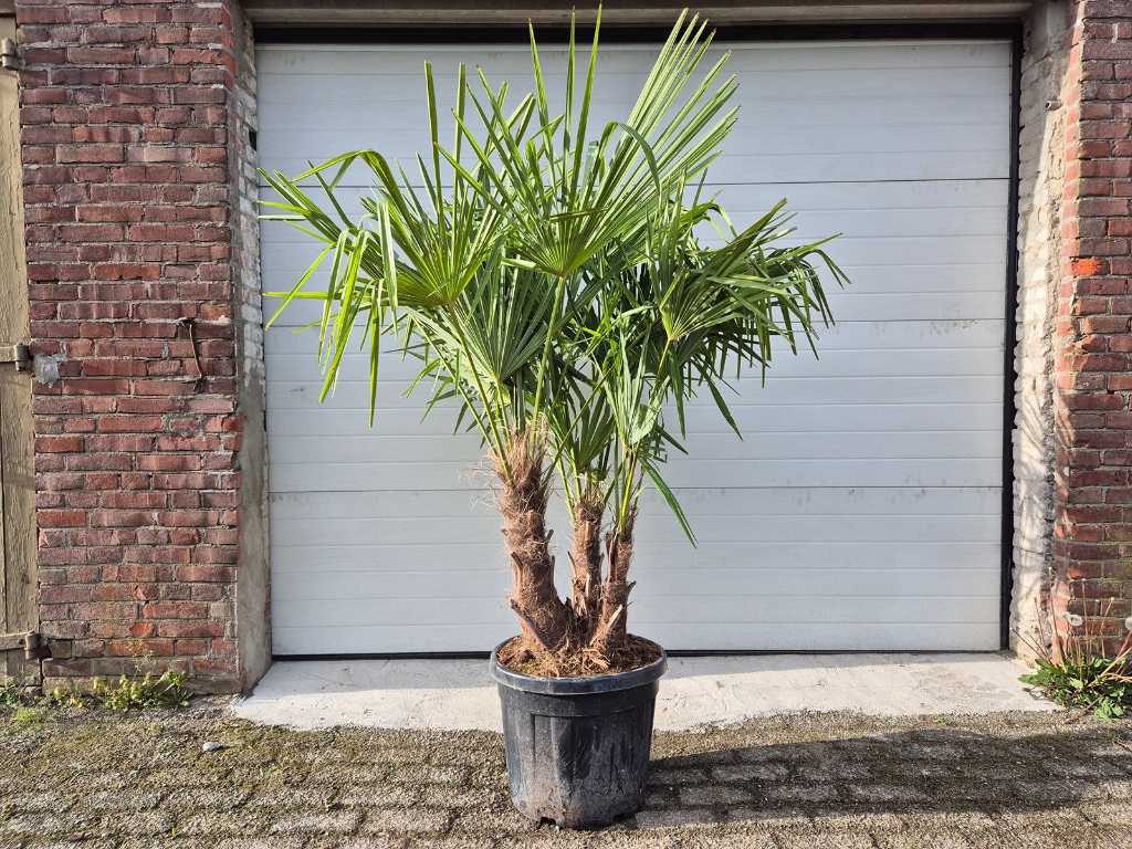 Mexican Fan Palm - Trachycarpus Fortunei - 3-stemmed - height approx. 