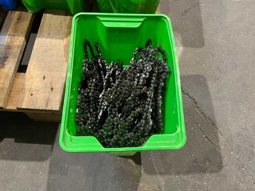 Lan?uri de fer?str?u cu lan?