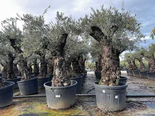 Olive Trees (2x)
