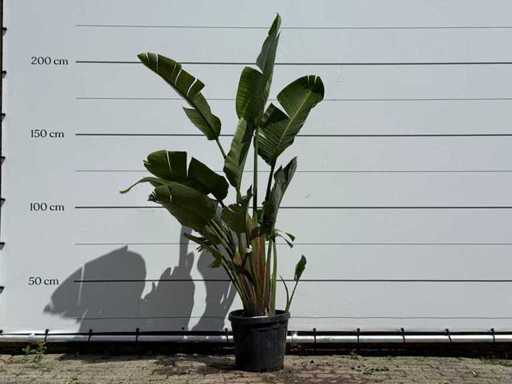Plante oiseau de paradis - Strelitzia Augusta - hauteur environ 180 cm