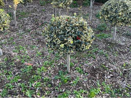 Hulst bol 80 cm Vaste plant