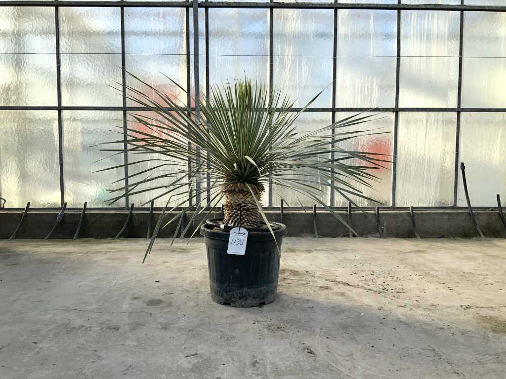 palm tree (Yucca Rostrata)