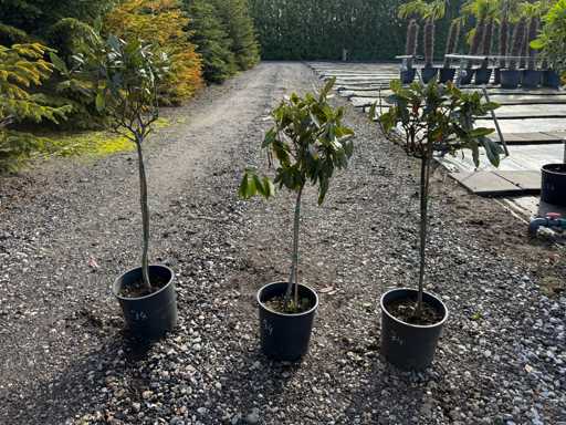 Laurus Nobilis - Real kitchen laurel ball on stem 90cm (3x)