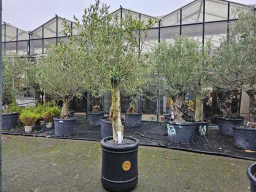 Exklusiver Olivenbaum (80-100 Jahre) im Designer-Übertopf