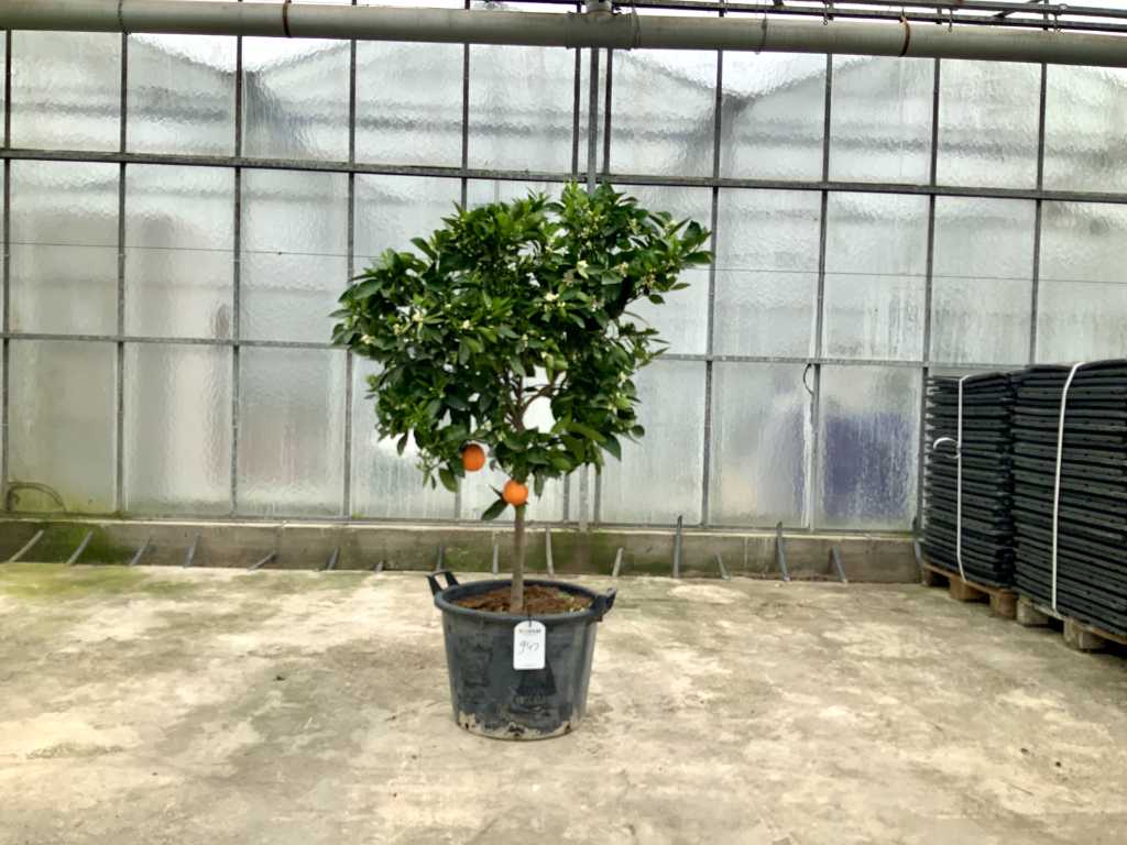 orange tree (Citrus Sinensis)