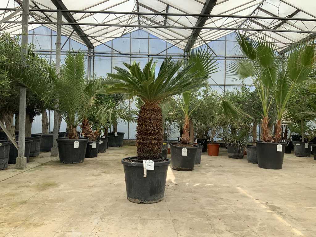 palma (Cycas Revoluta)
