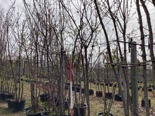 Ciliegio Ornamentale Giapponese - Albero a più steli