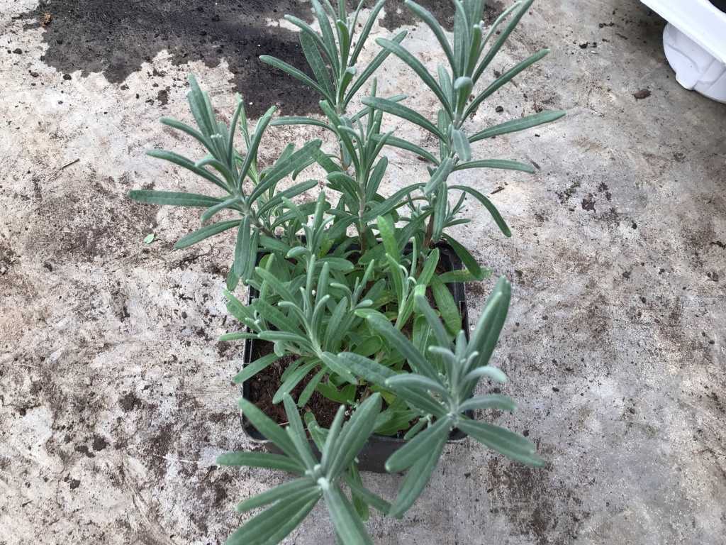 25 lavender in pot size P9