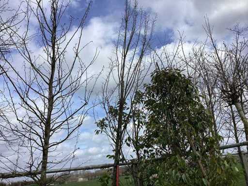 Hornbeam - Topiary tree