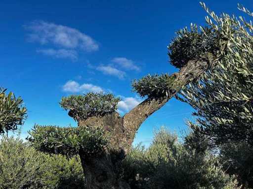 Olijfboom - Olea Europea Pom Pom Secolare 