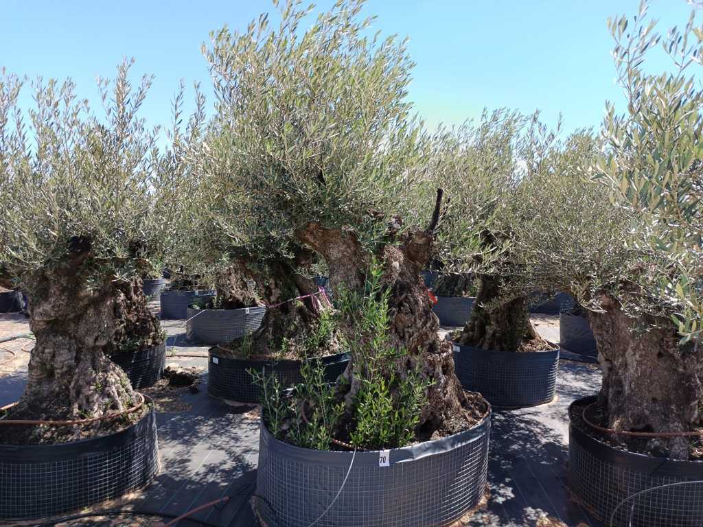Centuries-old olive tree