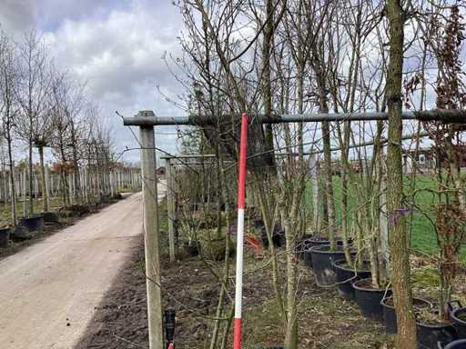 Mela selvatica - Alberi a più steli