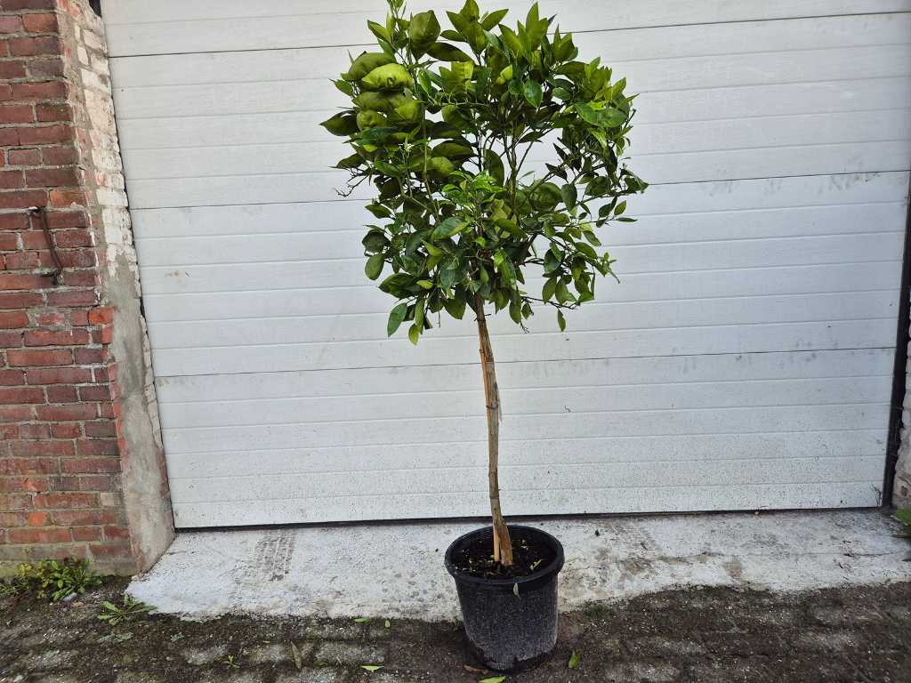 Orangenbaum - Citrus Sinensis - Höhe ca. 150 cm