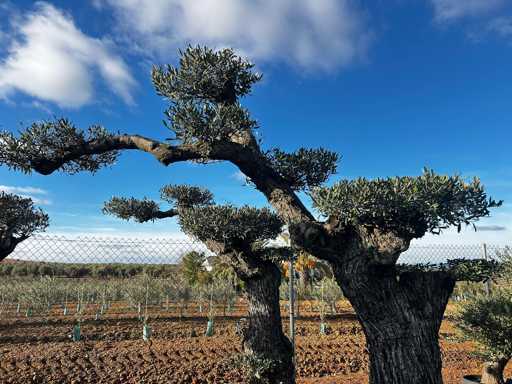 Olijfboom - Olea Europea Pom Pom Secolare 