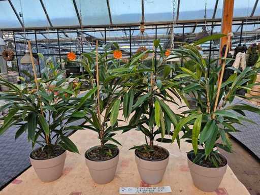 Set van 4 ficus 'Amstel King' inclusief plantenbakken - elegante kamerplanten