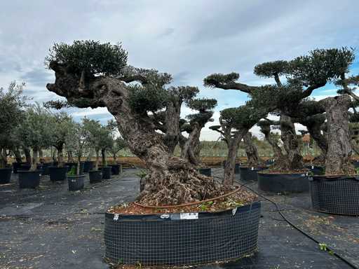  OLEA EUROPEA POM POM SECOLARE  