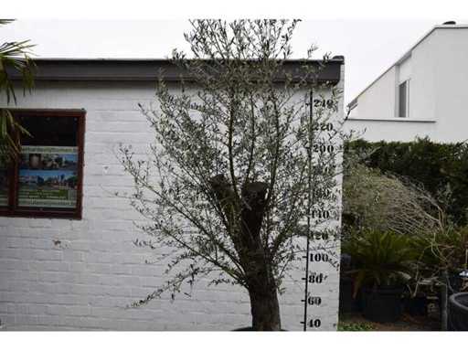 old skin - Olive tree