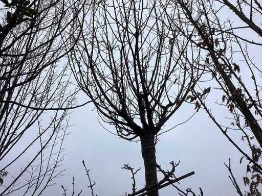 Schmitt Cherry - Ornamental Tree