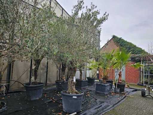 Wspaniałe drzewo oliwne (100-120 lat) – śródziemnomorski najważniejszy element