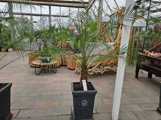 Magnificul palmier Phoenix Robellini în ghiveci cu design de grădină regală