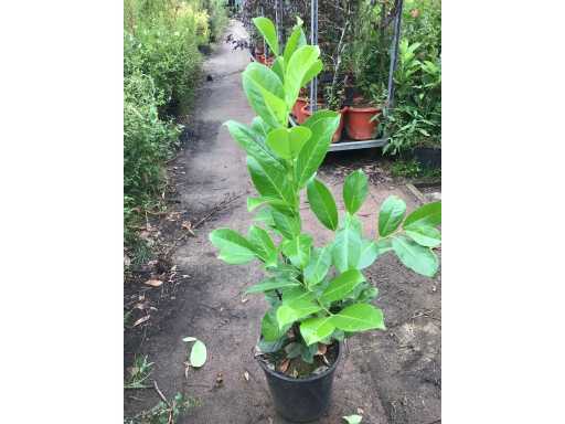 Haagplanten - Laurier (x100)