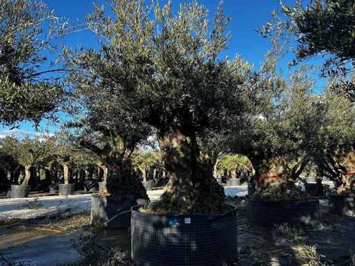  Olijfboom in een voorbeeldige mand