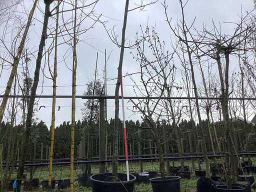 Dąb szypkowy – drzewo ozdobne