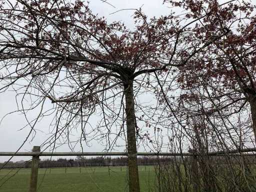 Stejar de mlaștină - Espalier