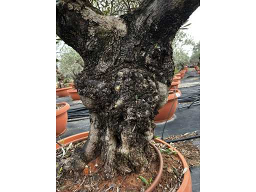  OLEA EUROPEA TARRINA 