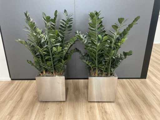Superfine Planten met pot (2x)