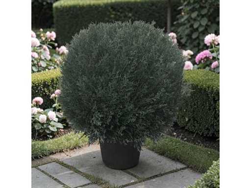 Uv beschermend voor buiten BUXUS bol (10x)