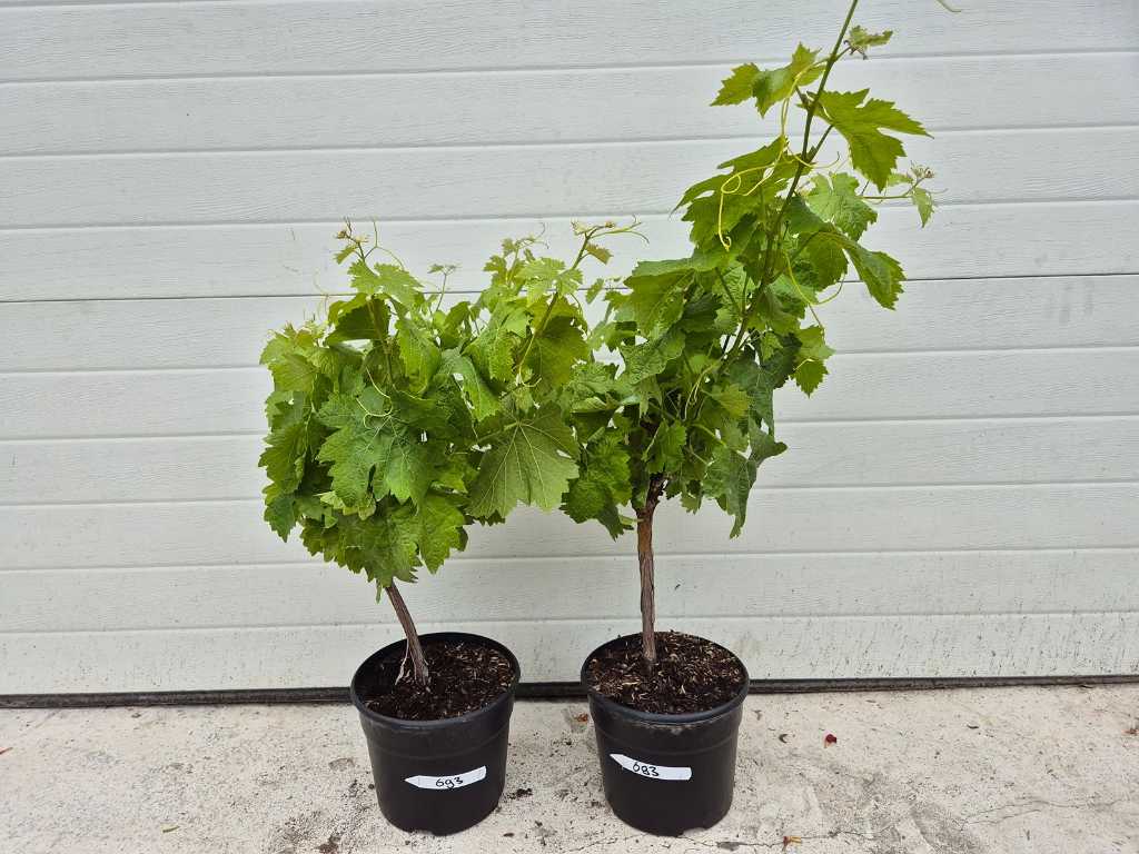 2x Arbuste à raisin - Vitis Vinifera - Arbre fruitier - hauteur env. 80 cm