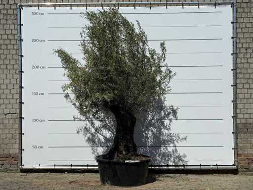 Olivenbaum-Bonsai – Olea Europaea – ca. 50 Jahre alt – Höhe ca. 280 cm