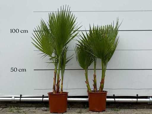 2x palmier evantai mexican cu mai multe tulpini - Washingtonia Robusta - înălțime aprox. 110 cm