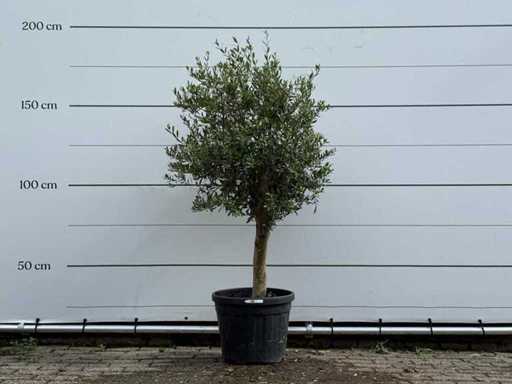 Măslinul Florida - Olea Europaea - aproximativ 25 de ani - înălțime aprox. 170 cm