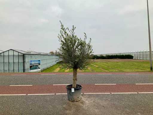 Olijfboom (Olea Europaea Lessini)