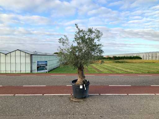 Olive tree (Olea Europaea Lessini)