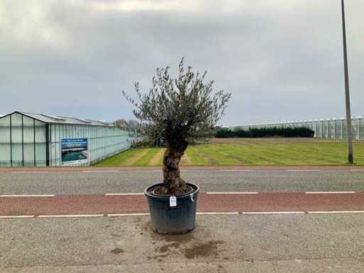 Olijfboom (Olea Europaea Lessini)