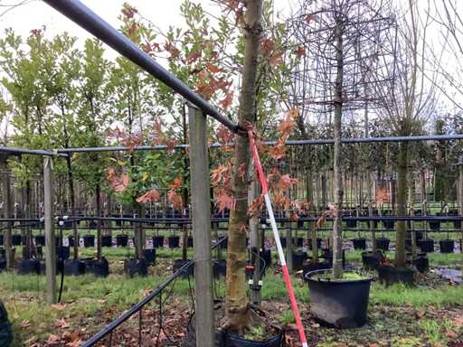 Platan – Drzewa bulwiaste (2x)